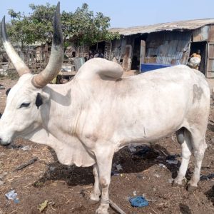 Medium Size Bororo Cow