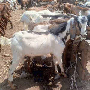 Big Size Fulani Goat