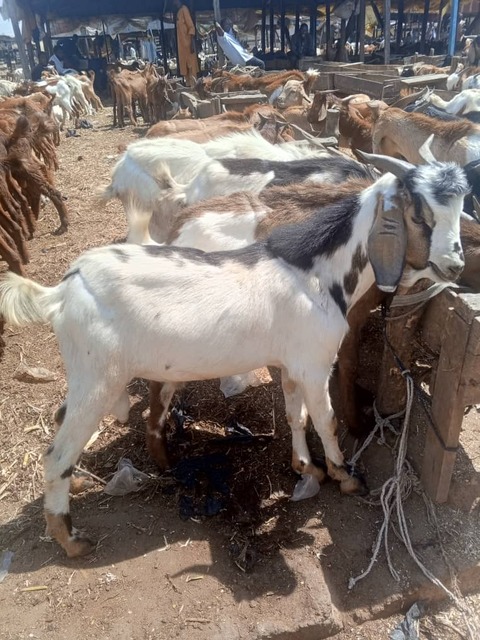 Big Size Fulani Goat