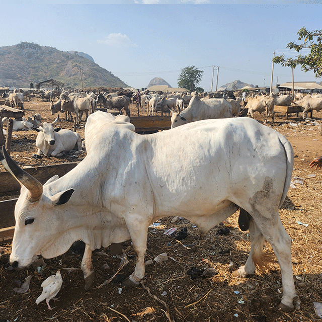 Medium Size Bororo Cow